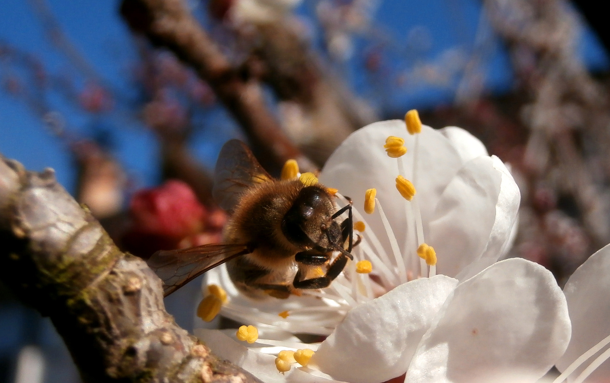 Olympus VR360,D760 sample photo. Bee and spring photography