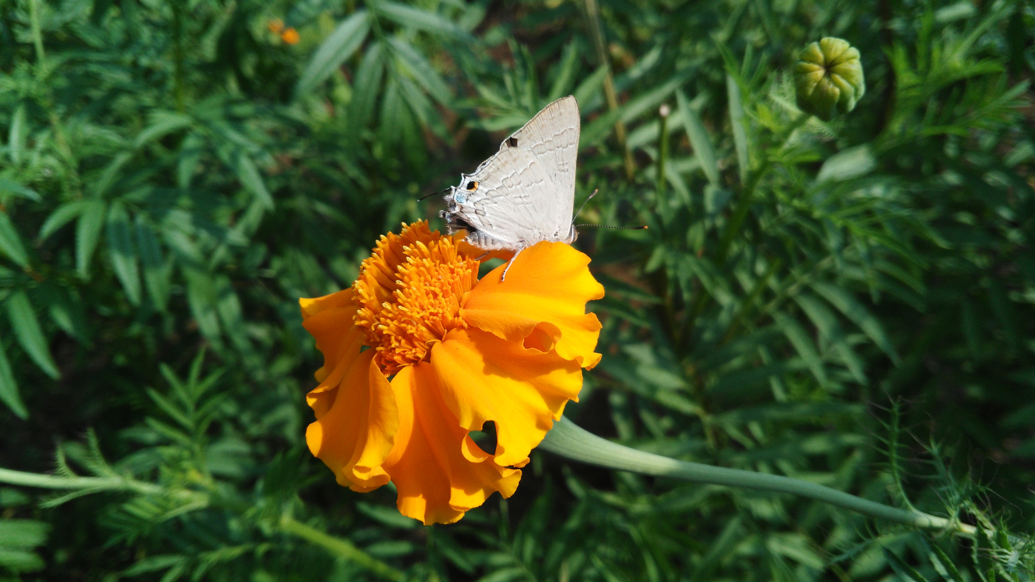 HUAWEI Che1-L04 sample photo. Butterfly love photography