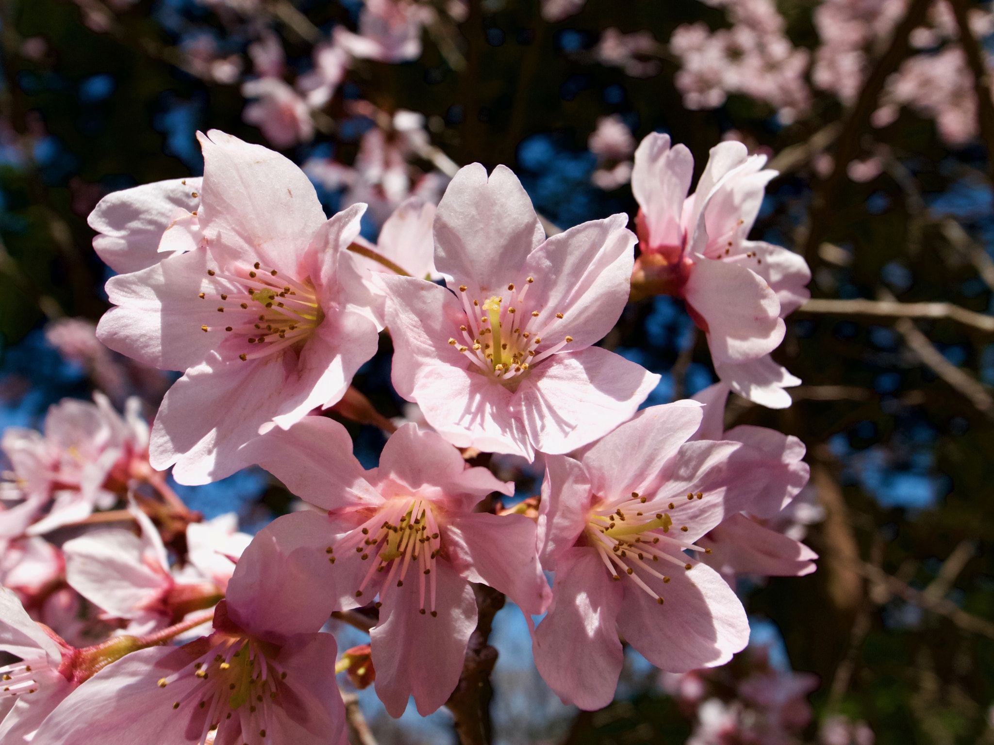 Ricoh GR DIGITAL 4 sample photo. Cherry blossom photography