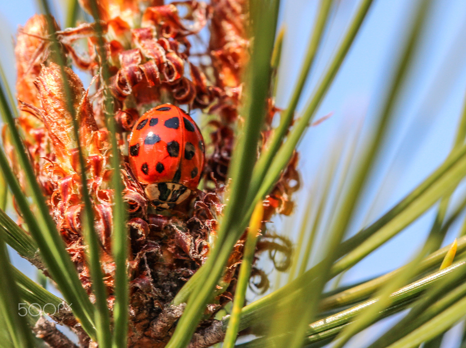 Sigma 105mm F2.8 EX DG OS HSM sample photo. Red jewel photography