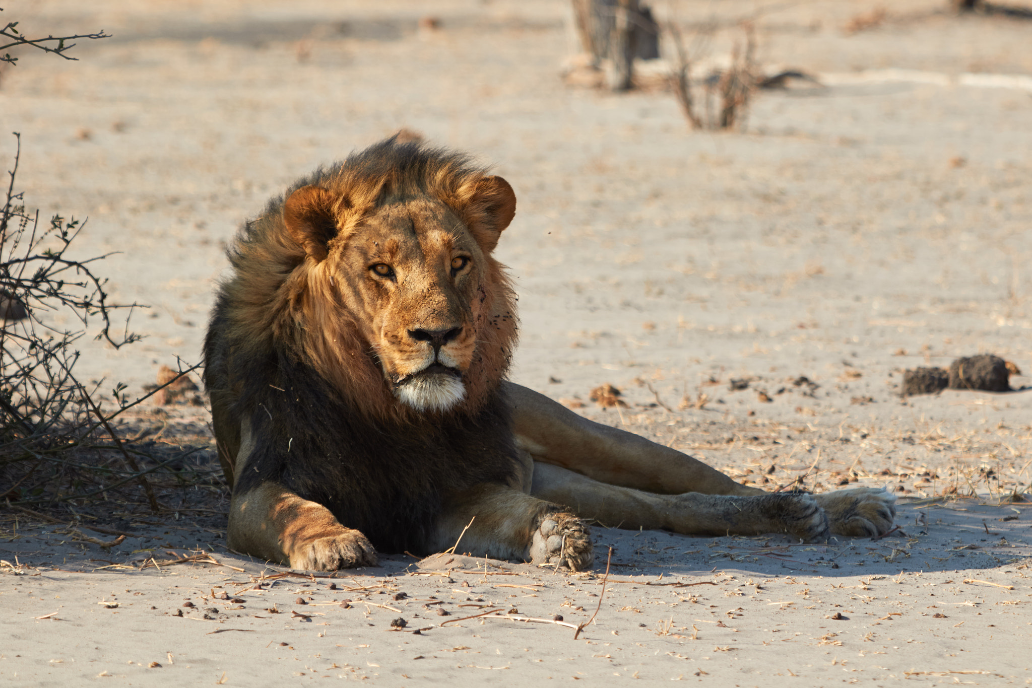 Canon EOS 7D Mark II + Canon EF 100-400mm F4.5-5.6L IS USM sample photo. Desert lion in botswana photography
