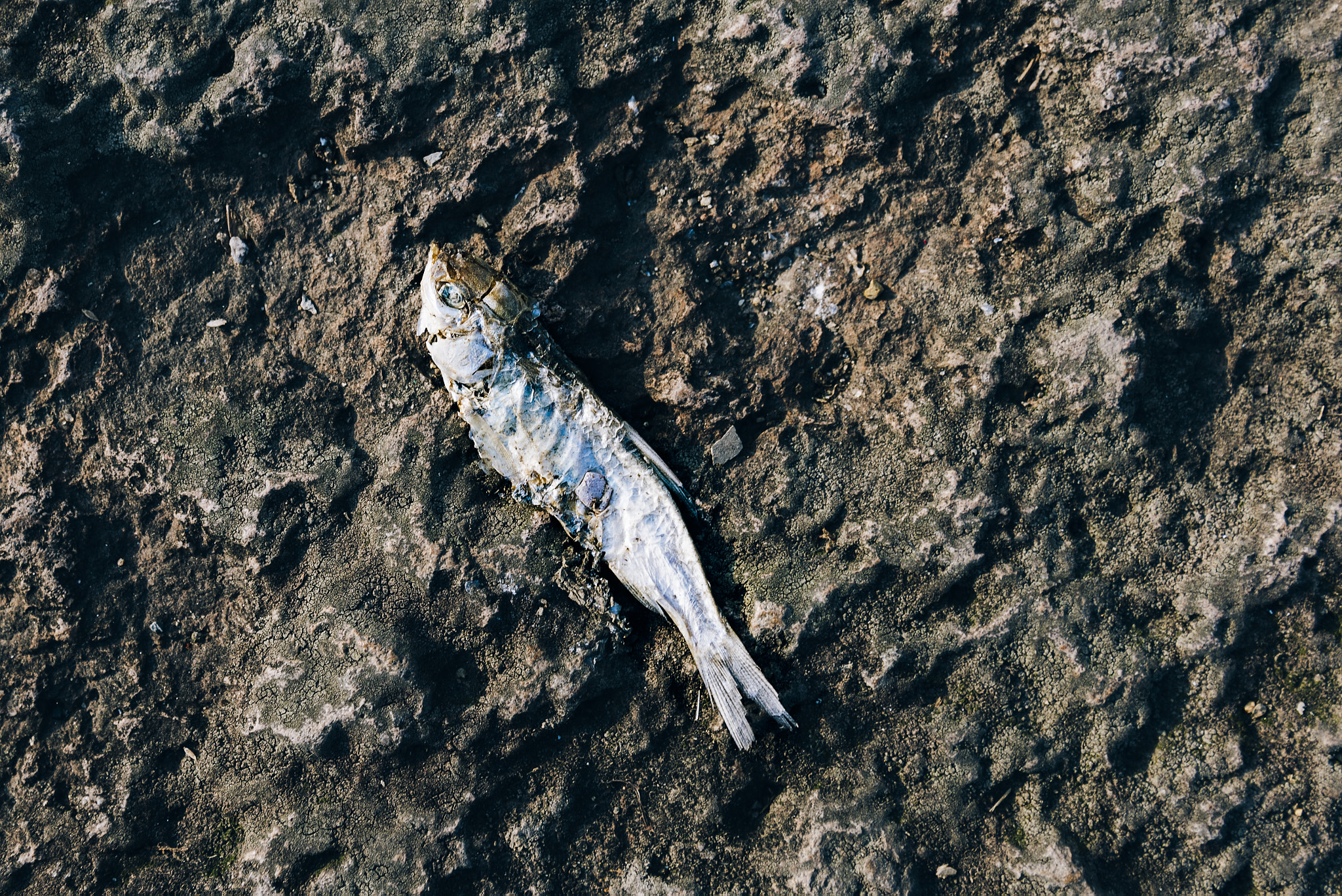 Nikon D810 sample photo. Dry dead fish photography