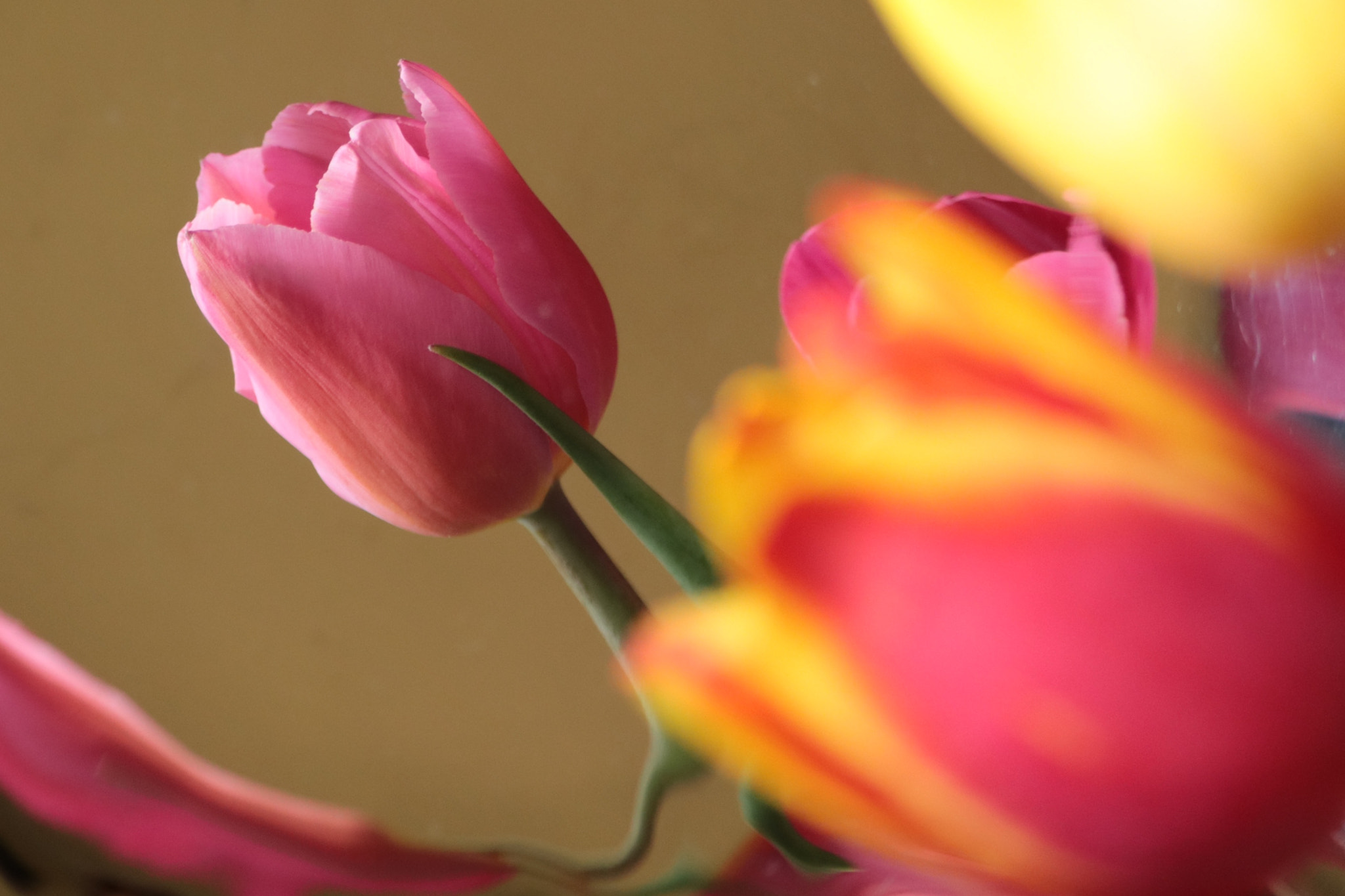 Canon EOS 750D (EOS Rebel T6i / EOS Kiss X8i) + Canon EF-S 55-250mm F4-5.6 IS STM sample photo. One pink tulip photography