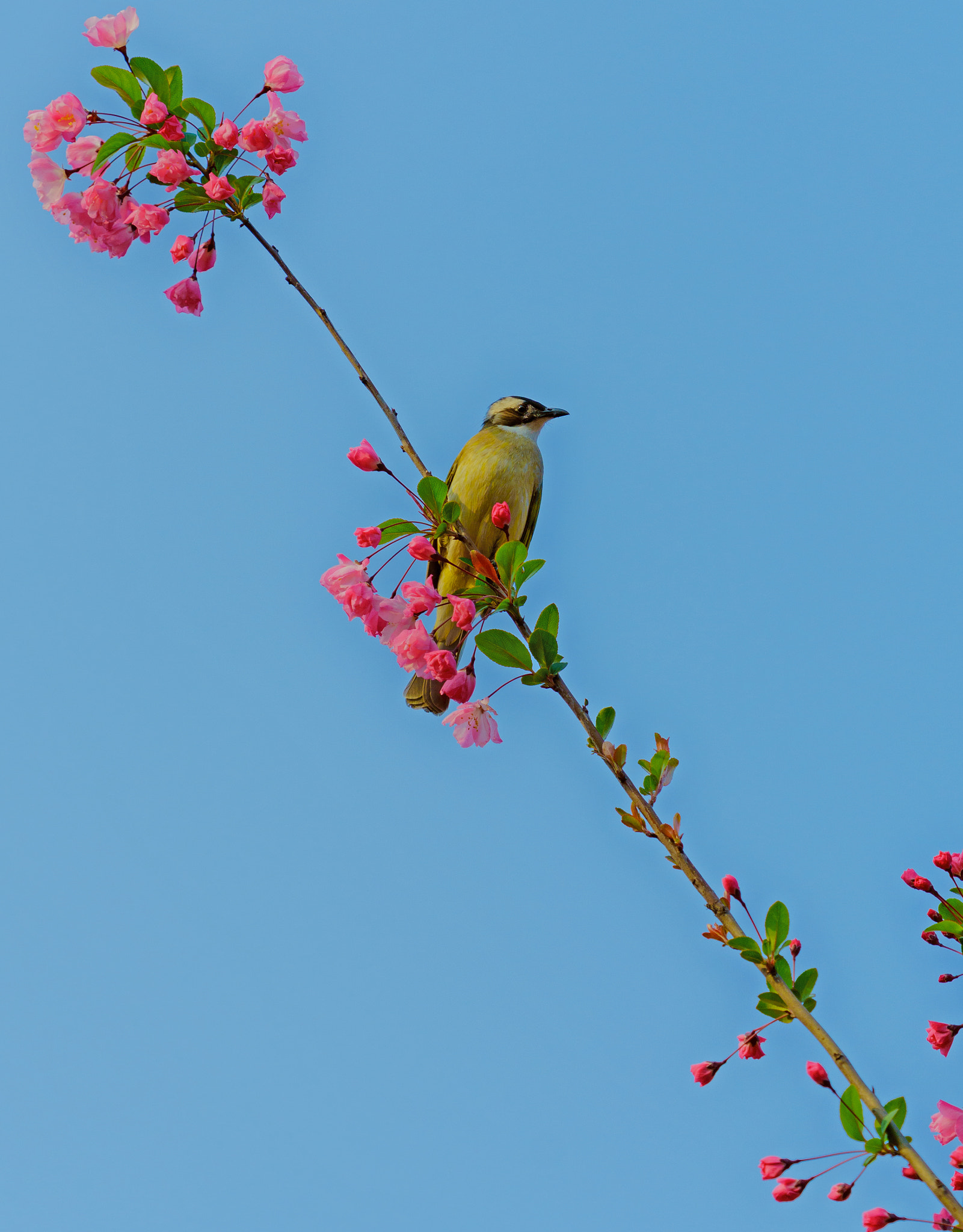 Sony FE 70-300mm F4.5-5.6 G OSS sample photo. Bird and peachblossom photography