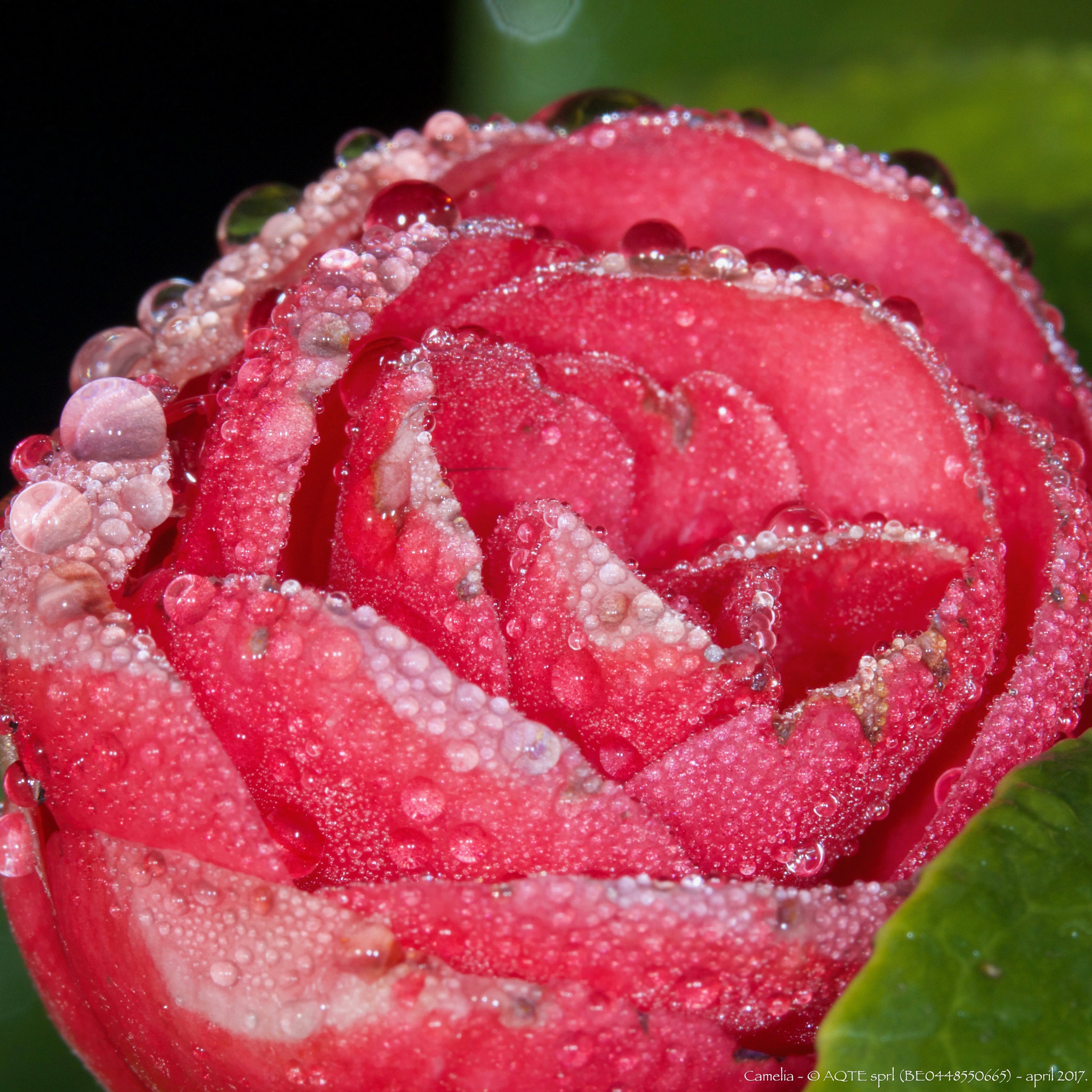 Canon EOS 70D sample photo. Camelia photography