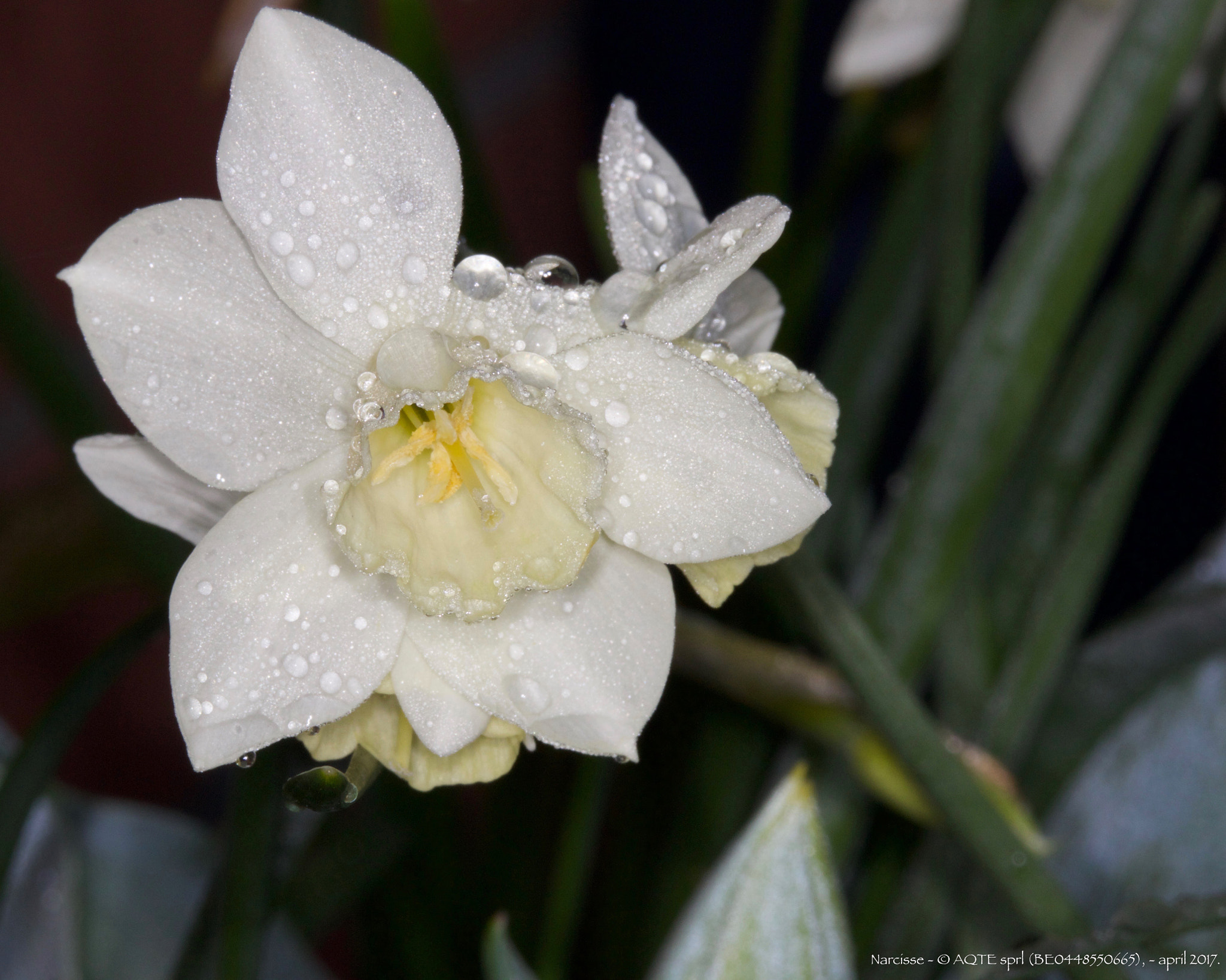 Canon EOS 70D sample photo. Narcisse photography