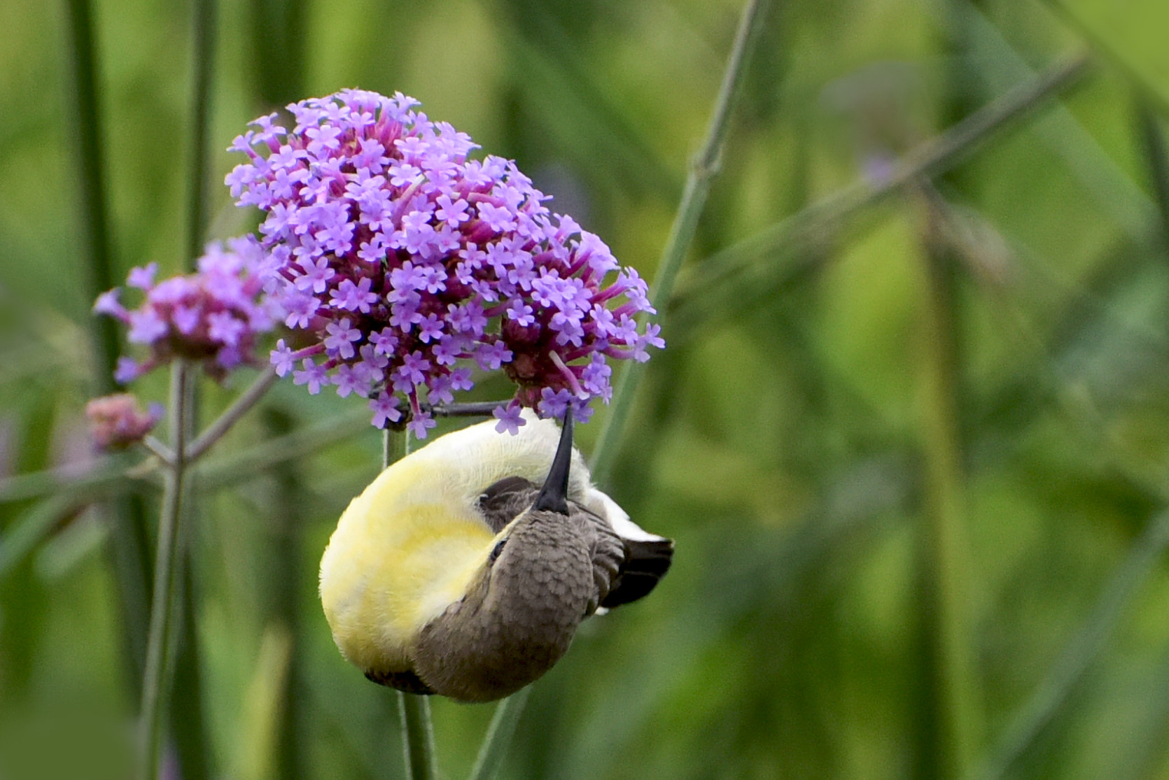 Nikon D810 sample photo. Bird.... photography