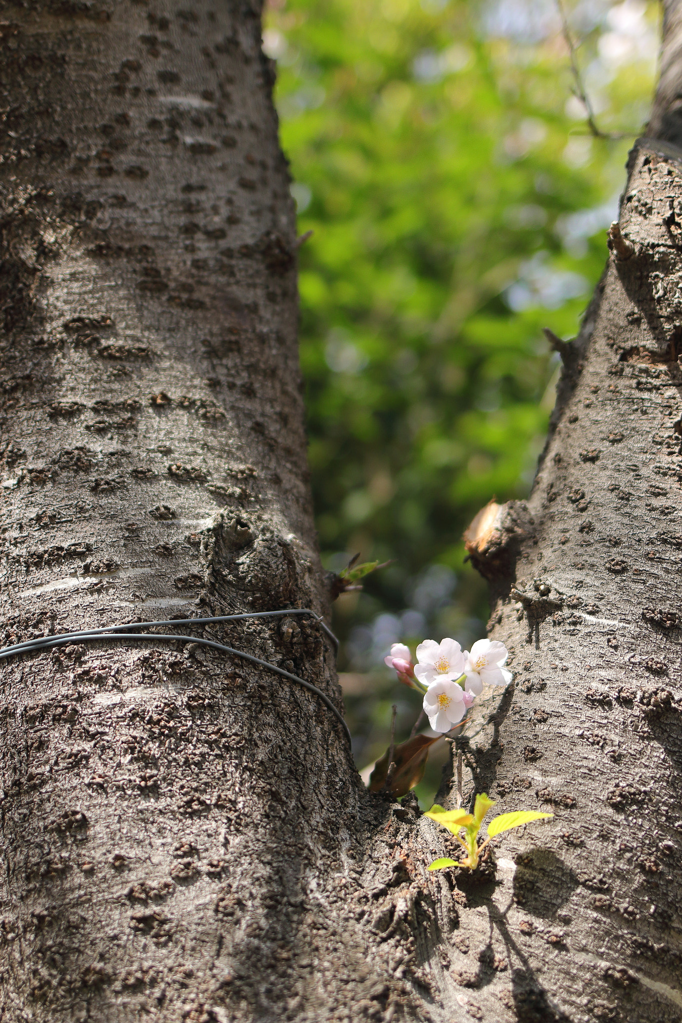 Canon EOS 70D + Canon EF 35mm F2 IS USM sample photo. Spring found photography