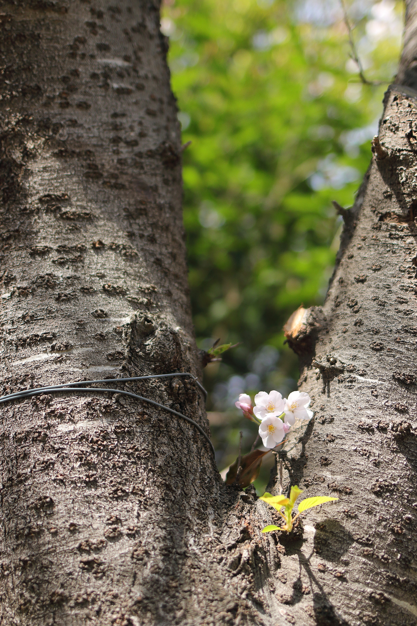 Canon EOS 70D sample photo. Spring found photography