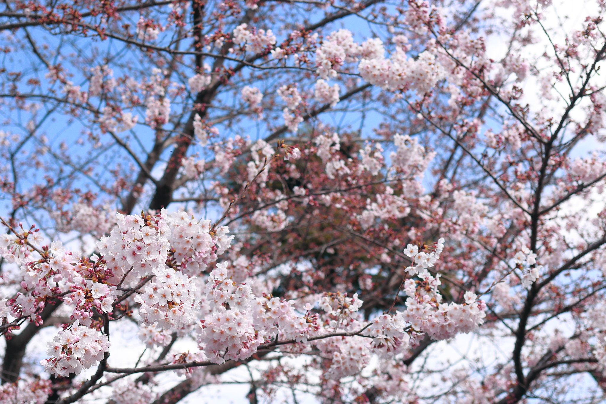 Canon EOS 70D sample photo. Bloom in sky photography