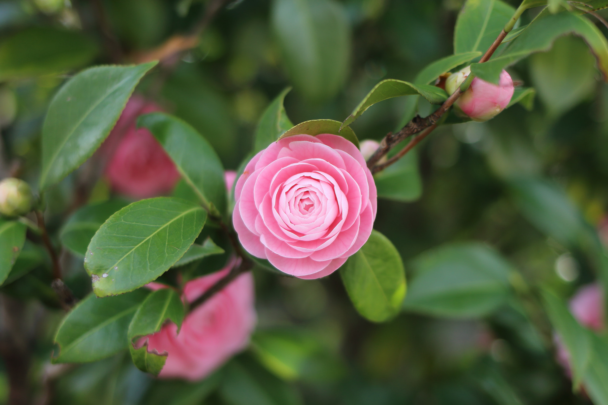 Canon EOS 70D sample photo. A woman photography