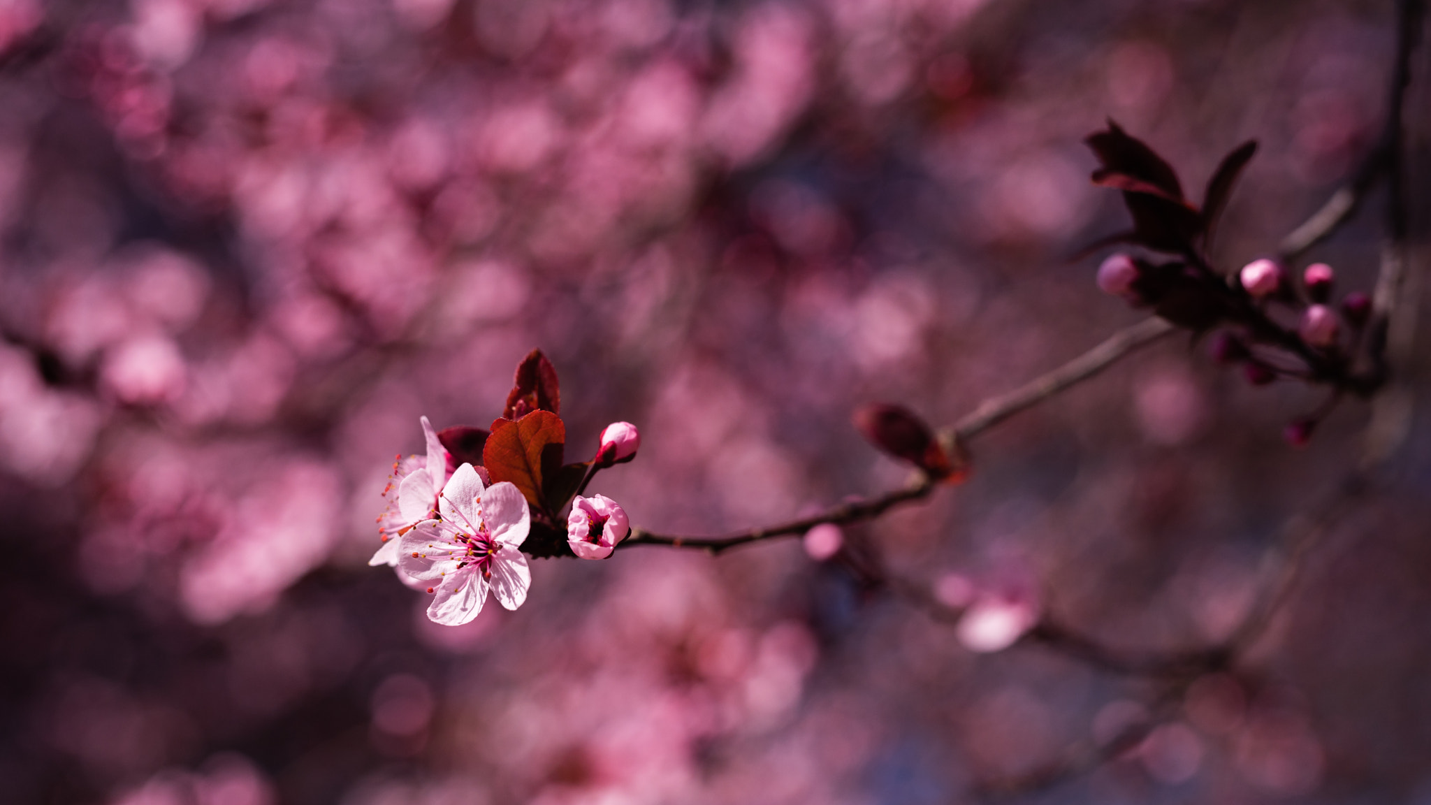 Nikon D750 sample photo. Cherry flower photography