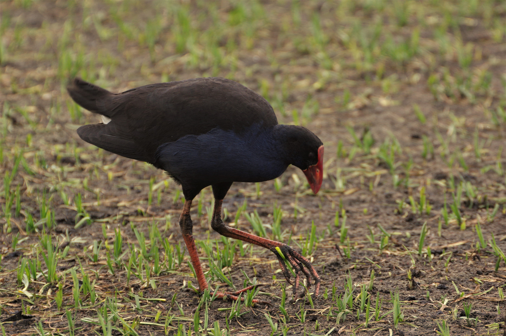 Pentax K-3 + Sigma sample photo. Purple swamp hen photography