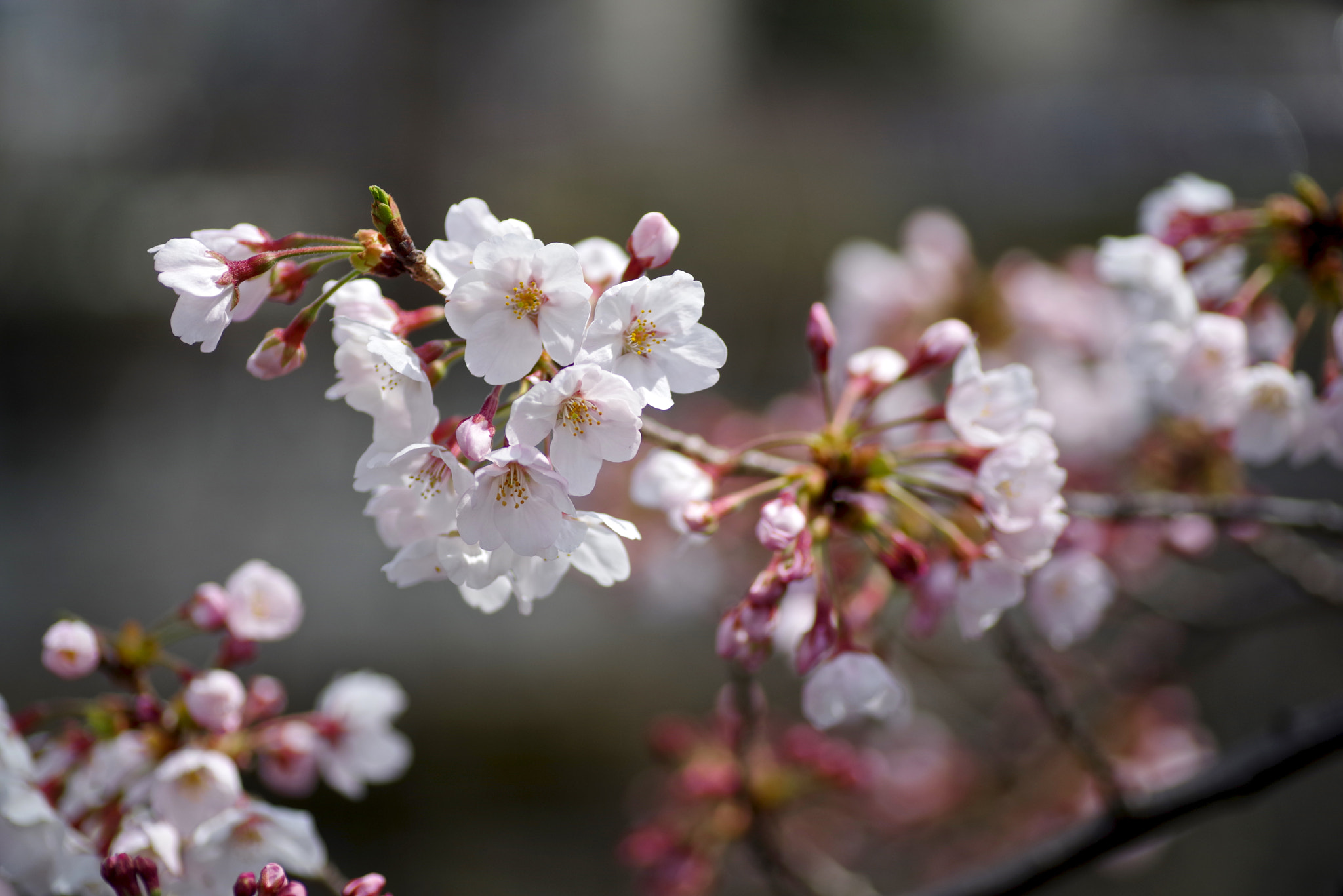 Pentax K-1 sample photo. Someiyoshino photography