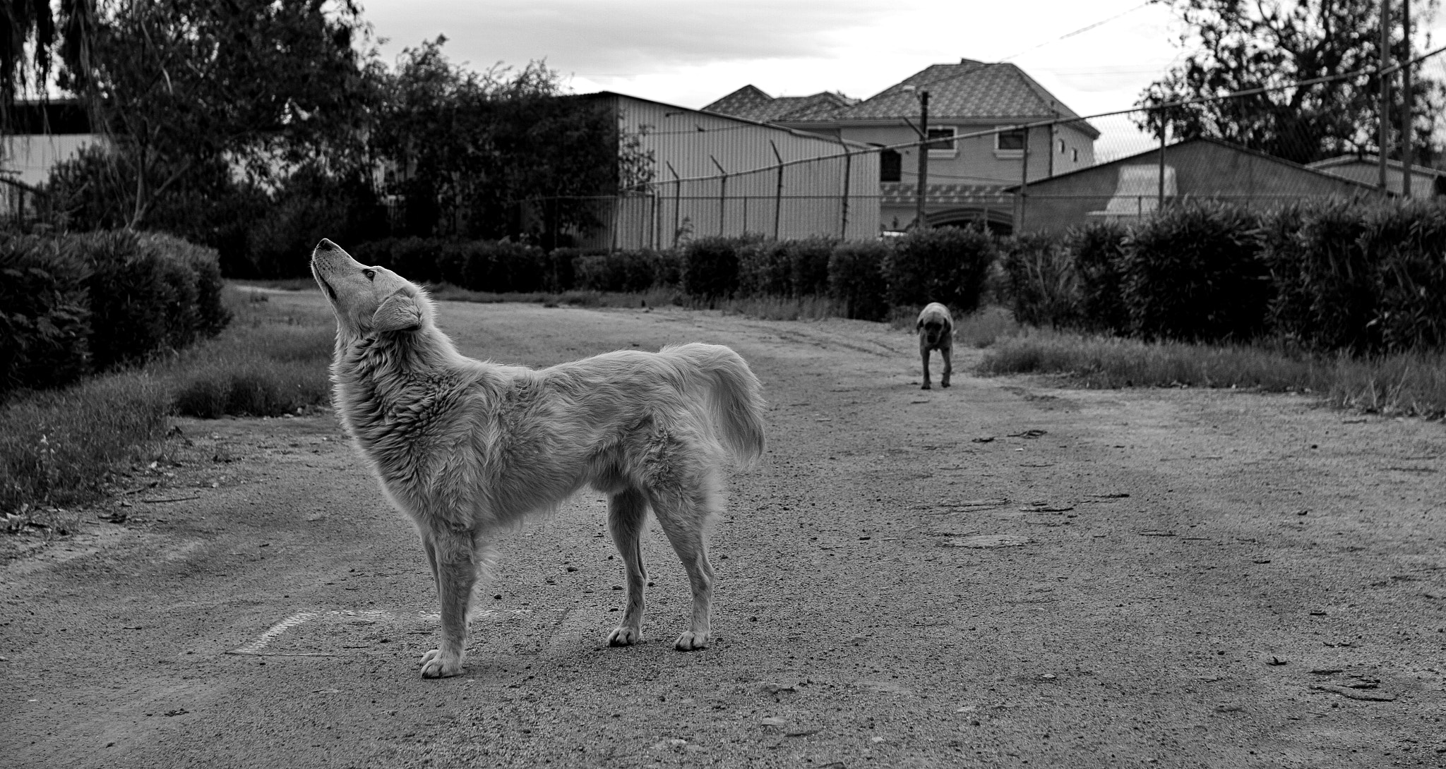 Sigma 30mm F1.4 EX DC HSM sample photo. No es un borrego photography