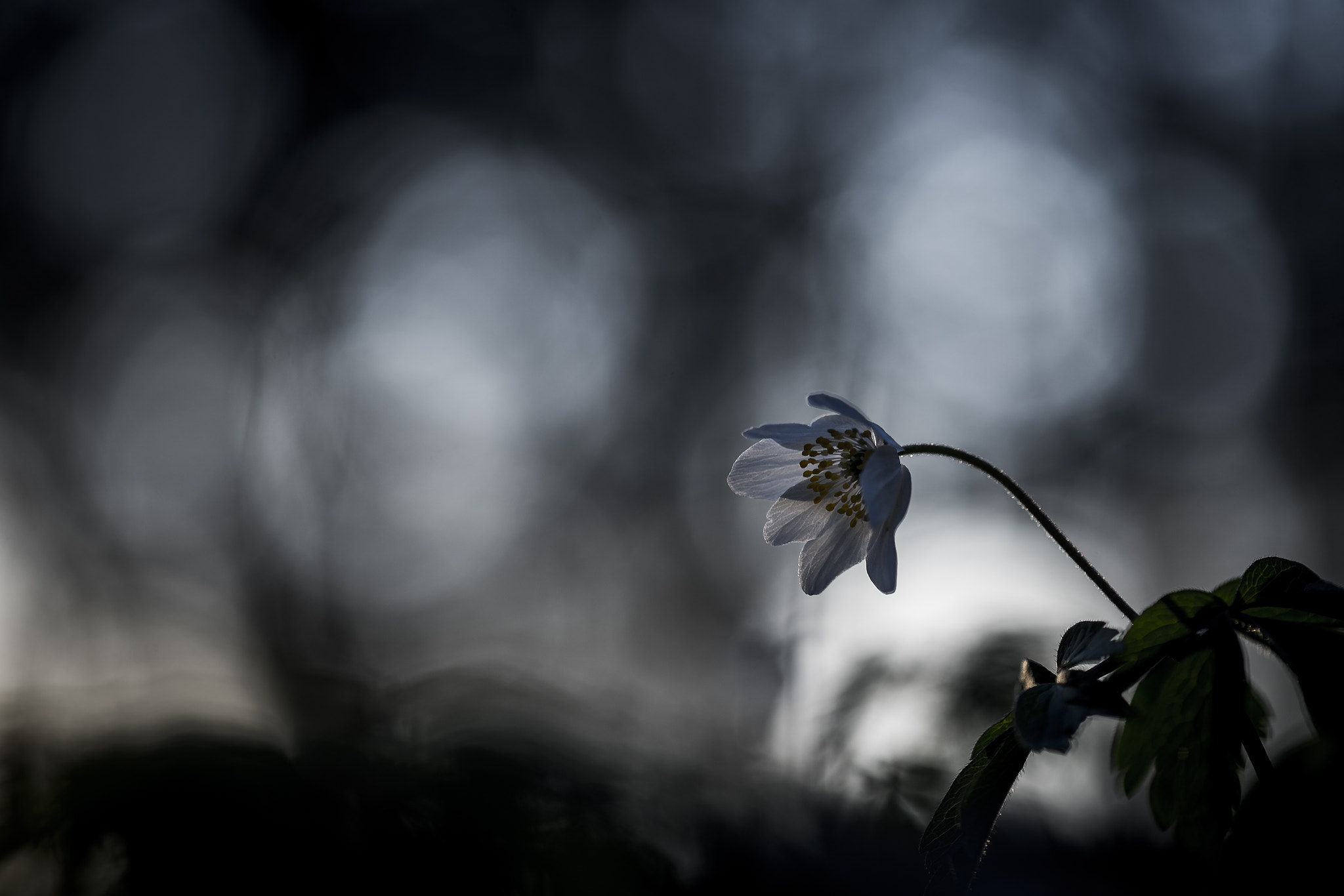 Nikon AF-S Micro-Nikkor 105mm F2.8G IF-ED VR sample photo. Wood anemone in the dark photography
