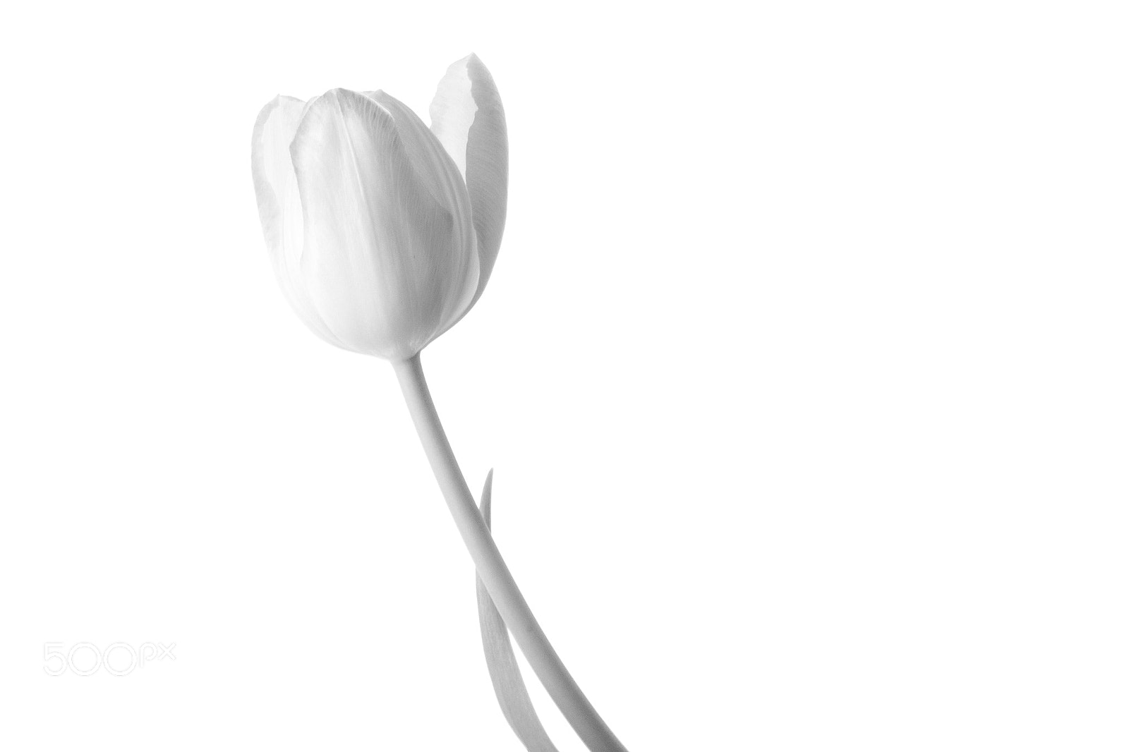 Sony a7R + Sony Sonnar T* FE 55mm F1.8 ZA sample photo. Tulip photography