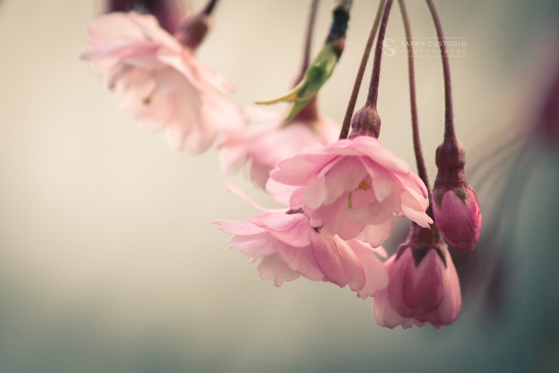 Canon EF-S 55-250mm F4-5.6 IS sample photo. Weeping cherry blossoms photography