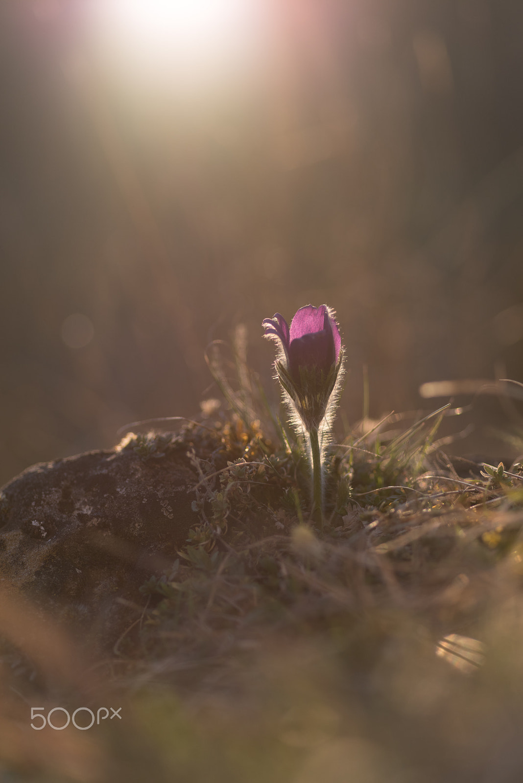 Pentax smc D-FA 100mm F2.8 Macro WR sample photo. Küchenschelle im abendlicht photography