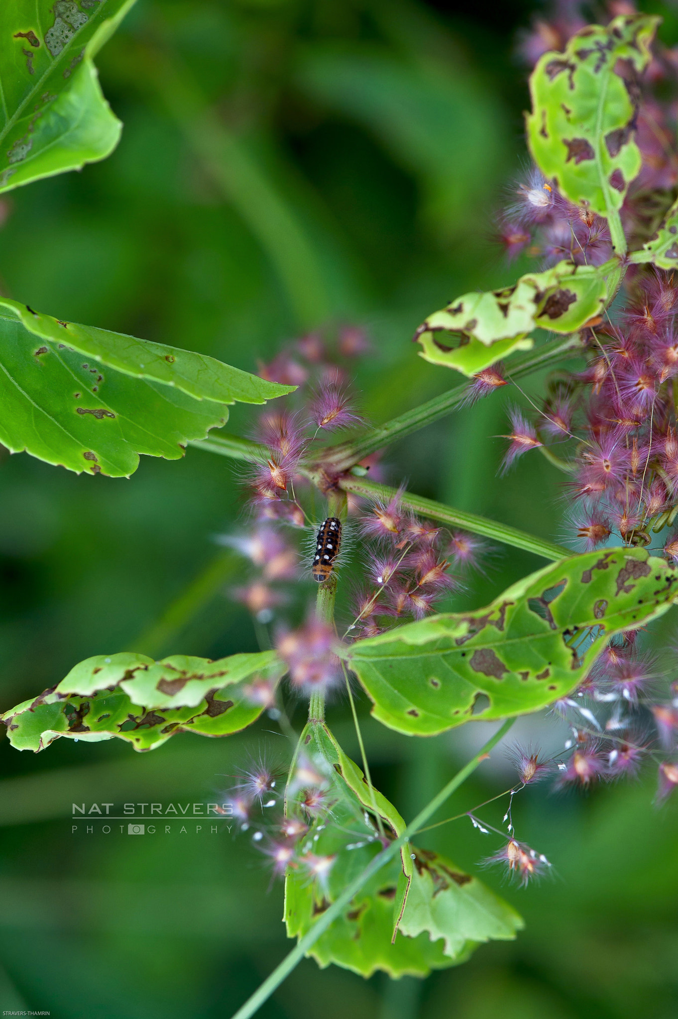 Nikon AF-S Micro-Nikkor 105mm F2.8G IF-ED VR sample photo. Named photography