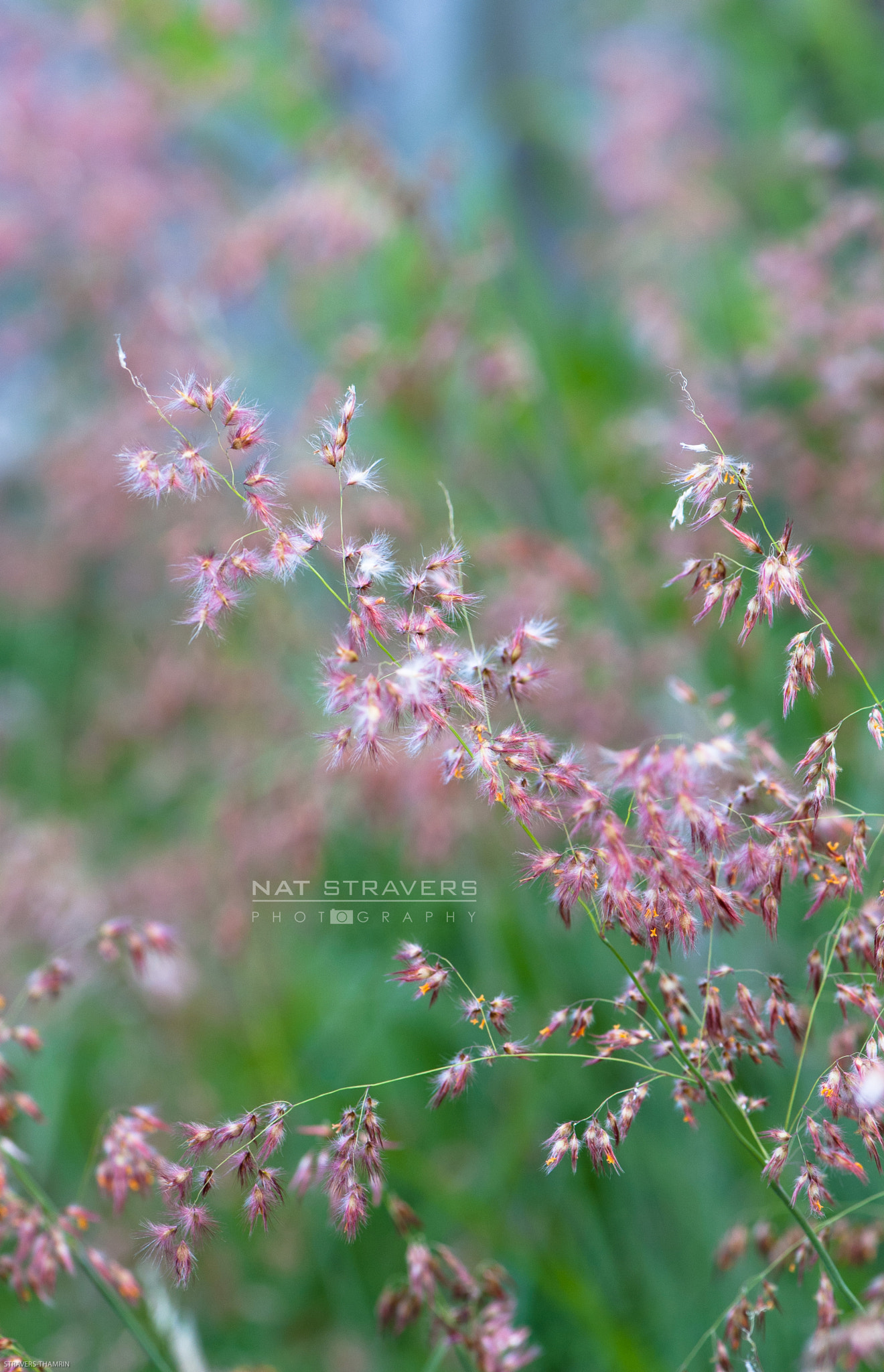 Nikon AF-S Micro-Nikkor 105mm F2.8G IF-ED VR sample photo. Named photography