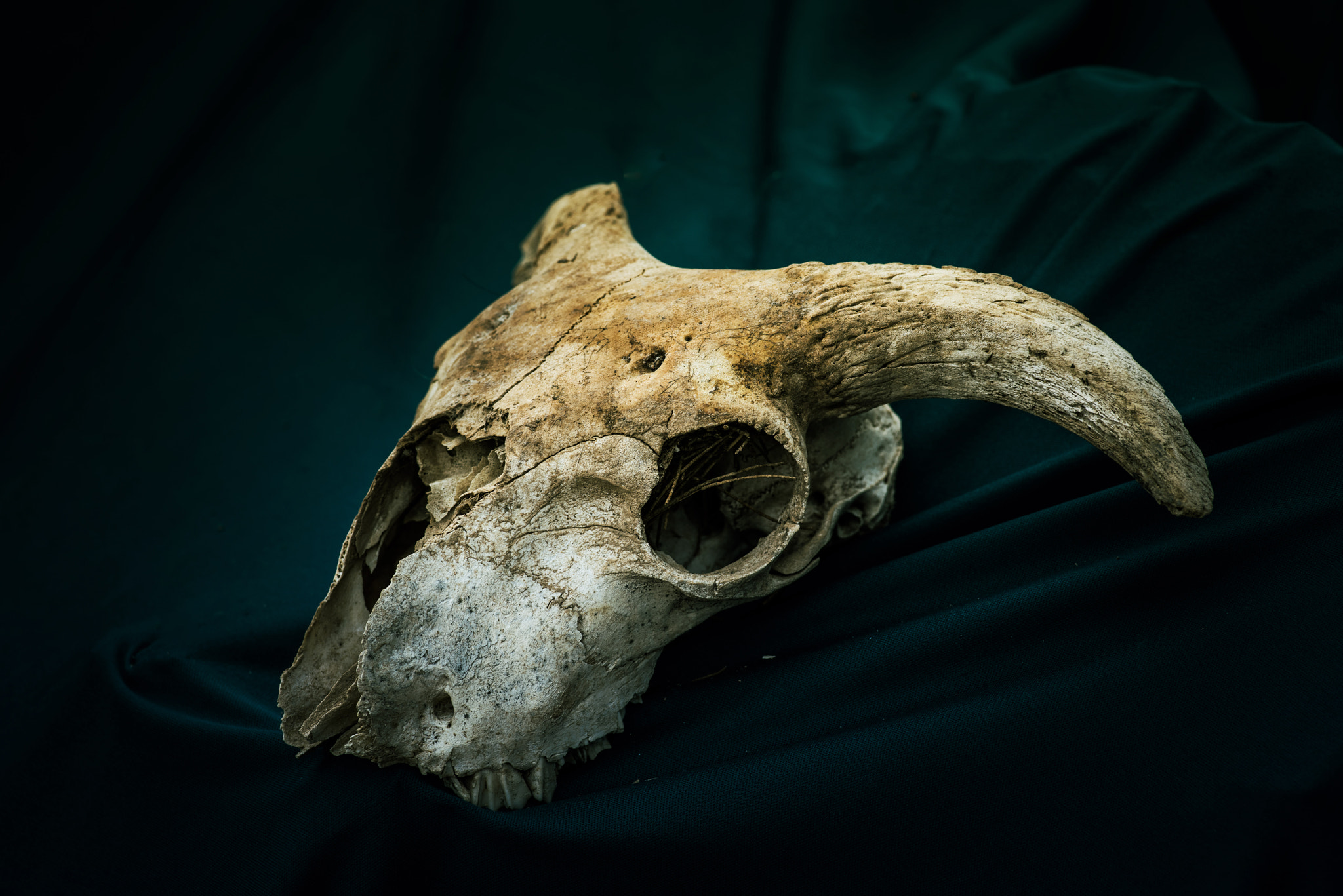 Nikon D810 + Nikon AF-S Nikkor 70-300mm F4.5-5.6G VR sample photo. Skull photography