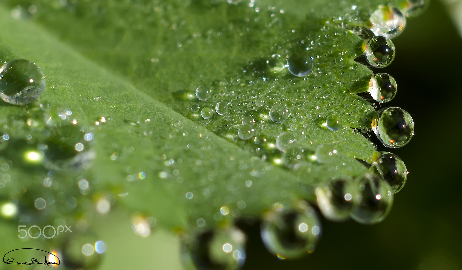 0,0 mm f/0,0 sample photo. Morning dew 1 photography