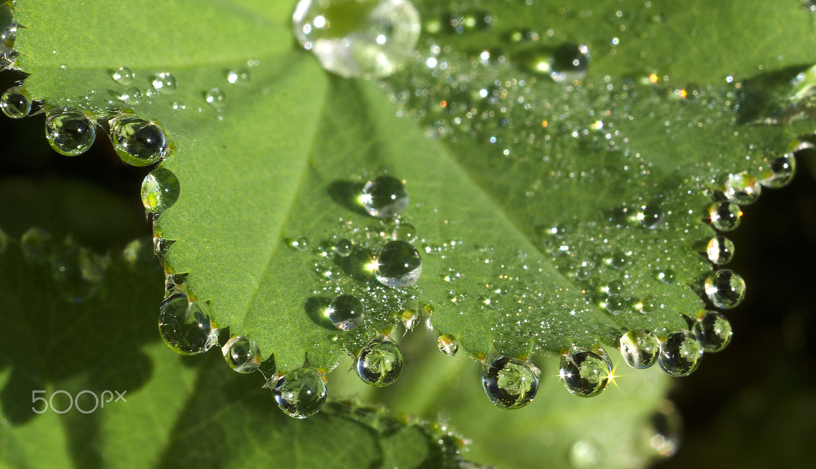 0,0 mm f/0,0 sample photo. Dew photography