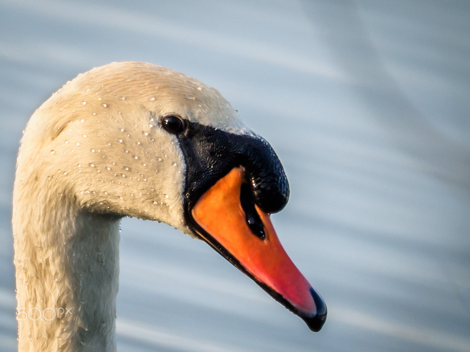 Olympus OM-D E-M10 sample photo. Swan photography