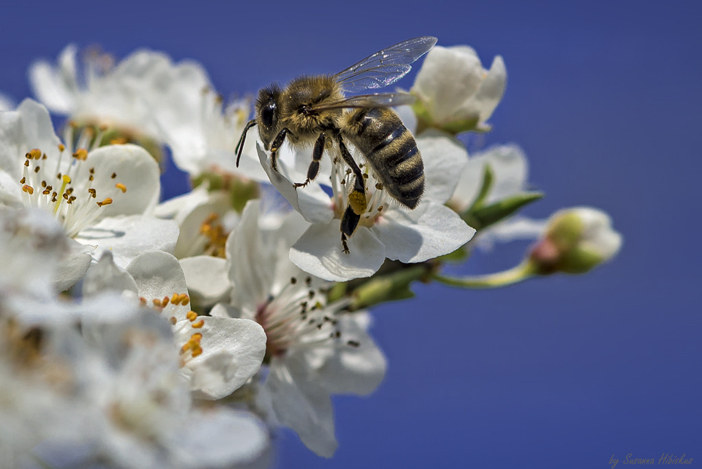 Nikon AF-S Micro-Nikkor 105mm F2.8G IF-ED VR sample photo. Bee photography