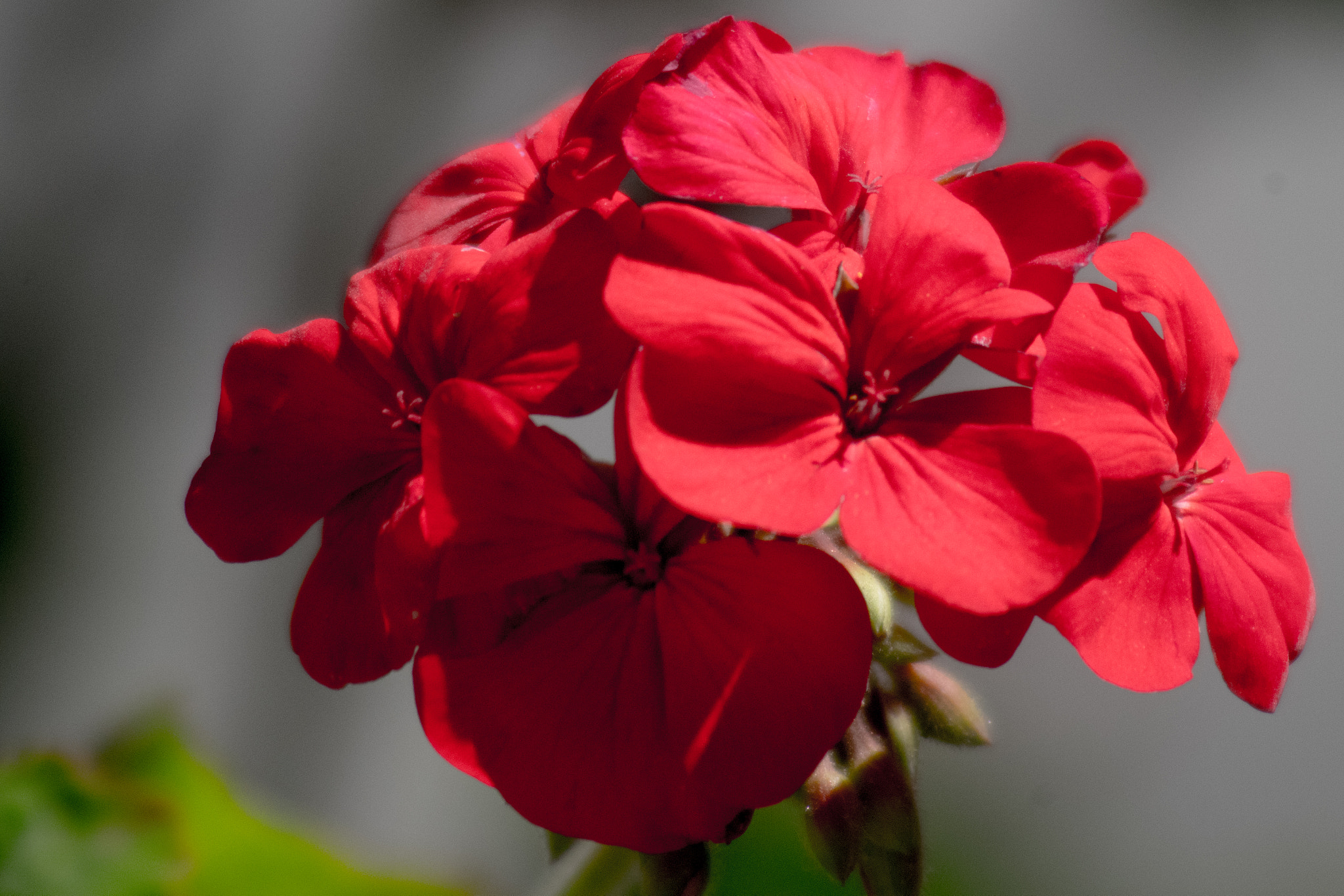 Pentax K-S2 sample photo. Red flowers photography