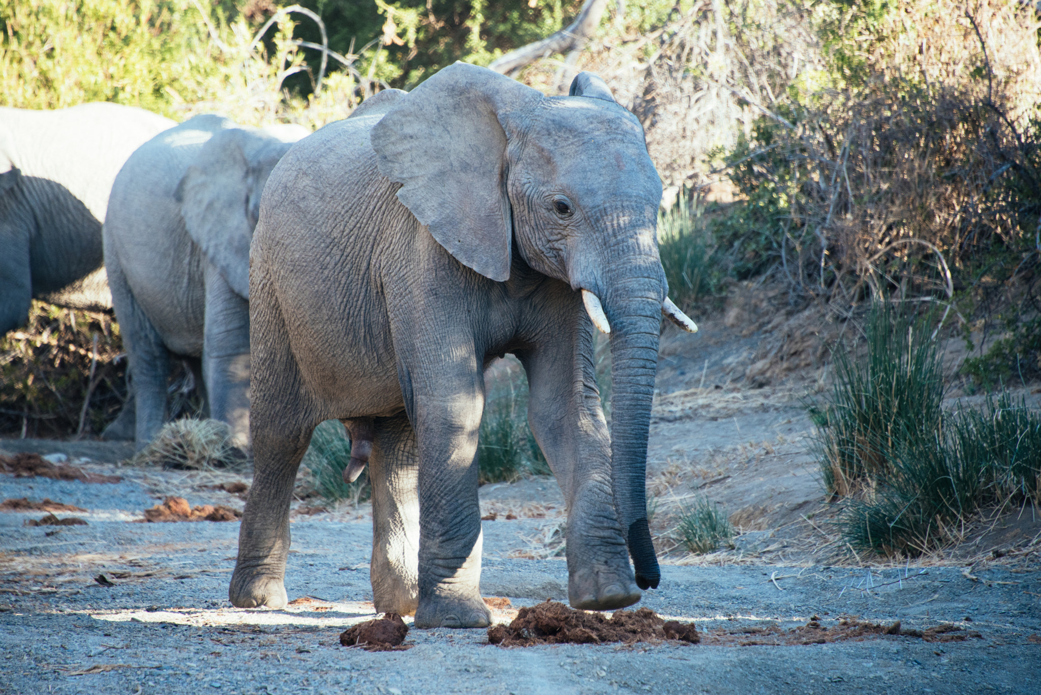 Nikon D810 + Nikon AF-S Nikkor 28-300mm F3.5-5.6G ED VR sample photo. Kuzuko elephant pack i photography