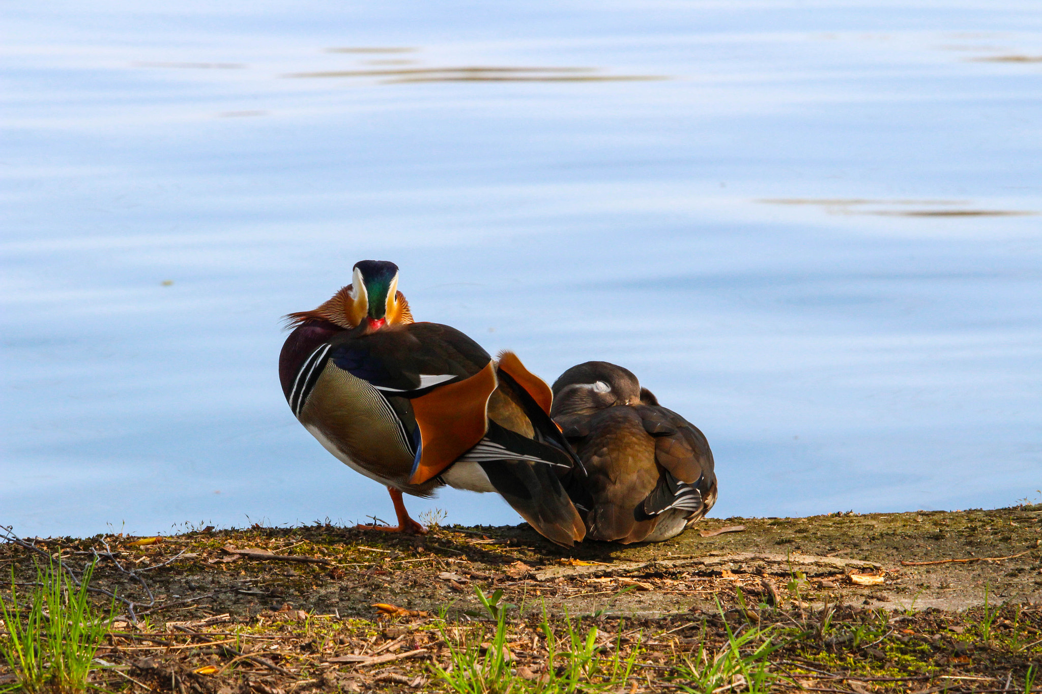 Canon EF-S 55-250mm F4-5.6 IS STM sample photo. Birds photography