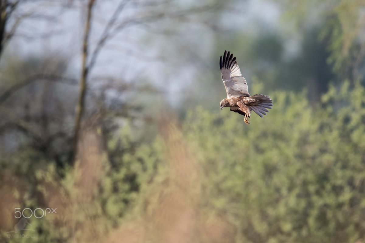 Canon EF 600mm F4L IS II USM sample photo. Kornweihe (circus cyaneus) photography