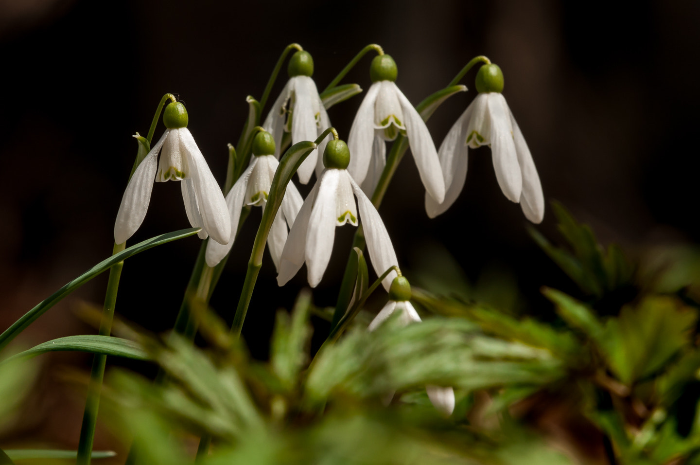 Nikon D90 sample photo. Snowdrops (galanthus) photography