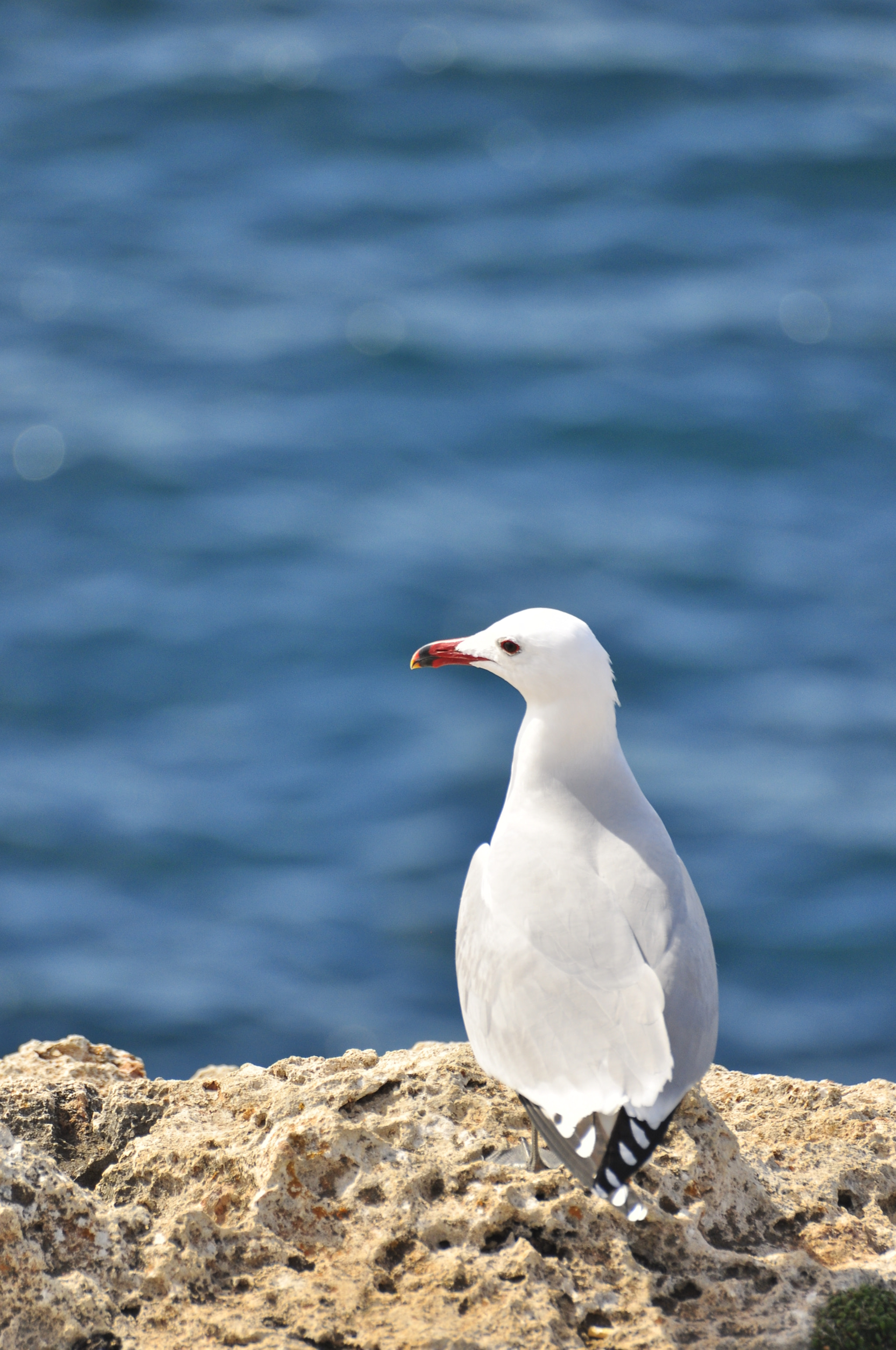 Nikon D5000 sample photo. Bird photography