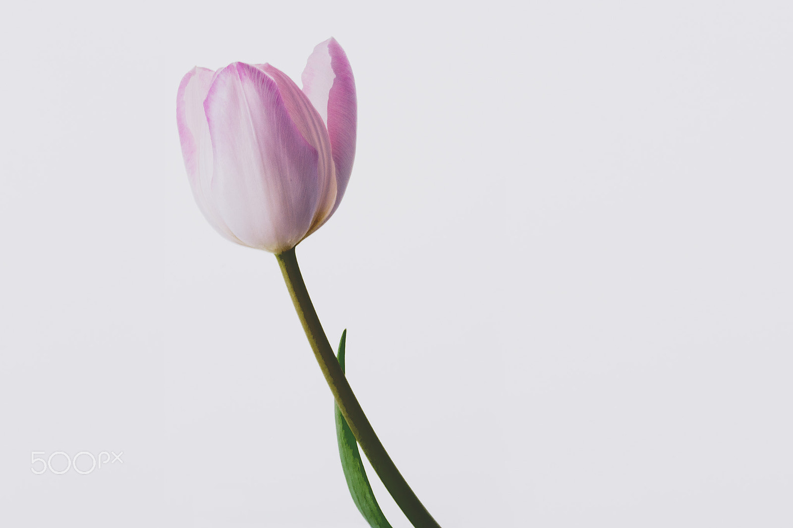 Sony a7R sample photo. Pink tulip photography