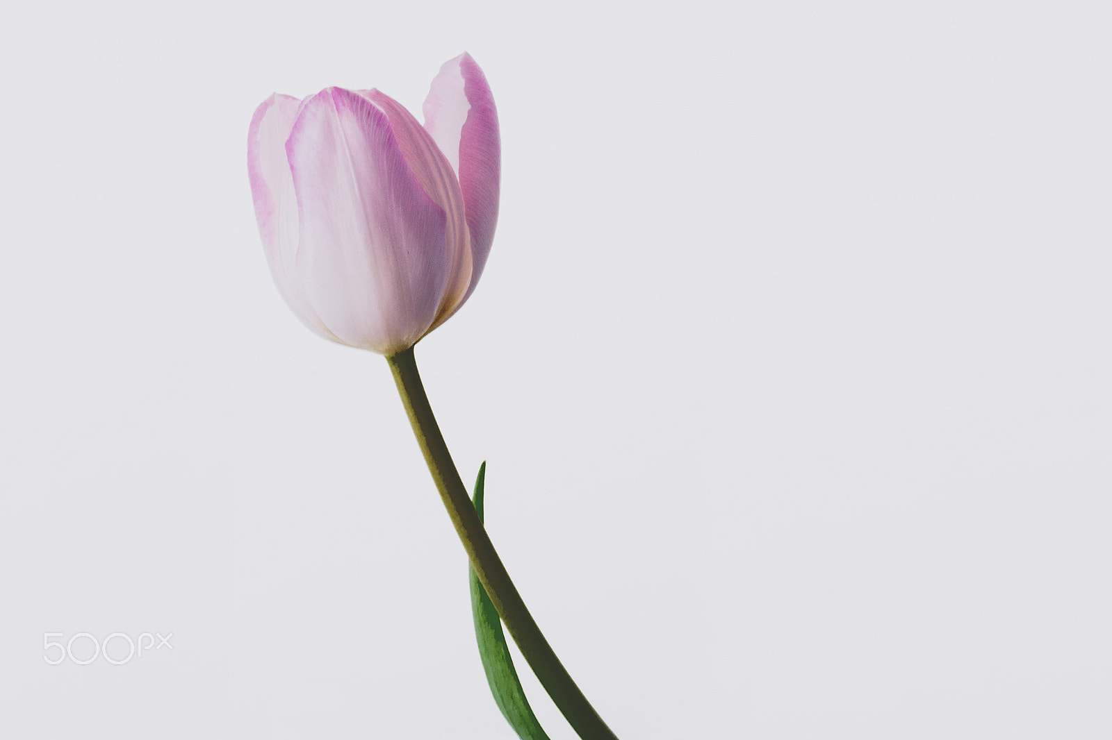 Sony a7R + Sony Sonnar T* FE 55mm F1.8 ZA sample photo. Pink tulip photography