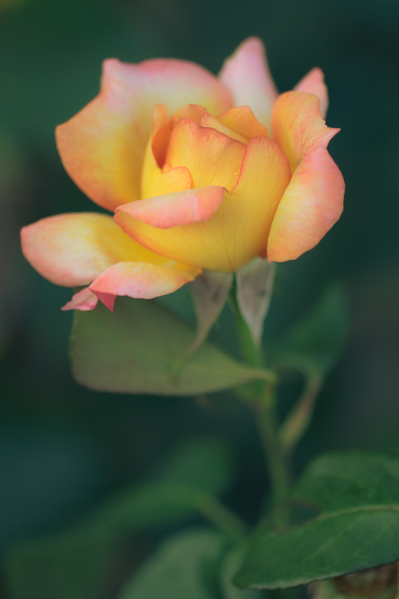 Sigma 105mm F2.8 EX DG OS HSM sample photo. Nature  photography