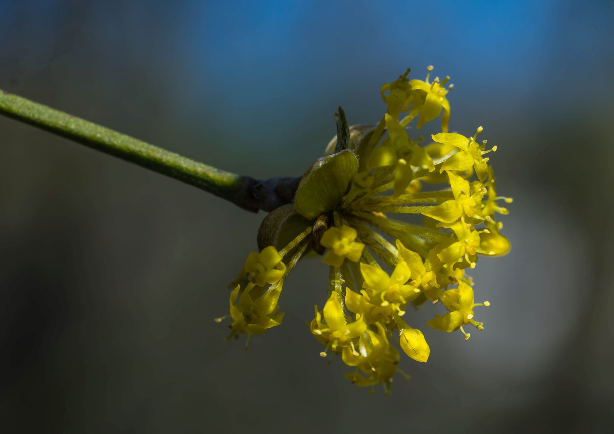 Sony a7R + Sony FE 90mm F2.8 Macro G OSS sample photo. Flowerpower photography