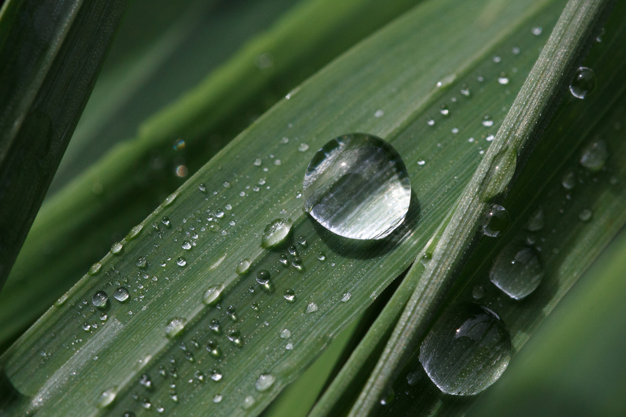 Canon EF 100mm F2.8L Macro IS USM sample photo. Macro - watertrop on grass photography