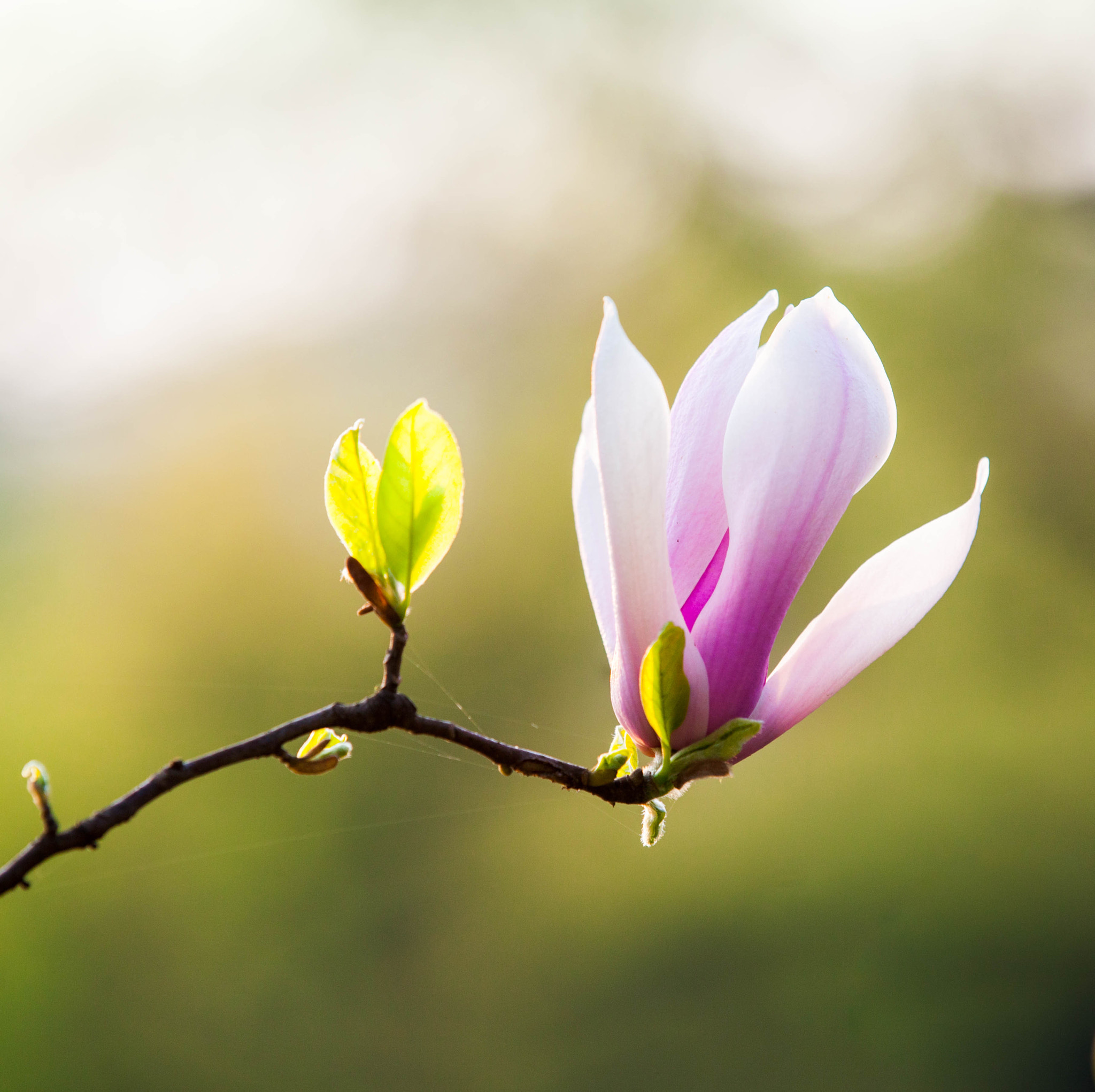 Canon EF 70-200mm F2.8L IS II USM sample photo. 玉兰.花港观鱼.杭州 photography