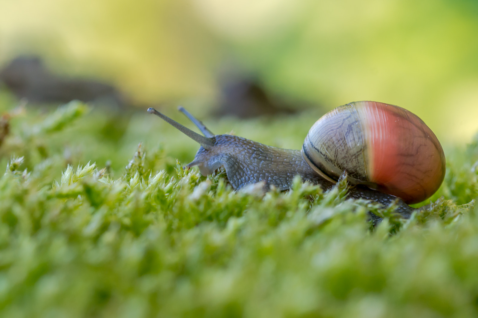 Sony SLT-A58 + 105mm F2.8 sample photo. Slak photography