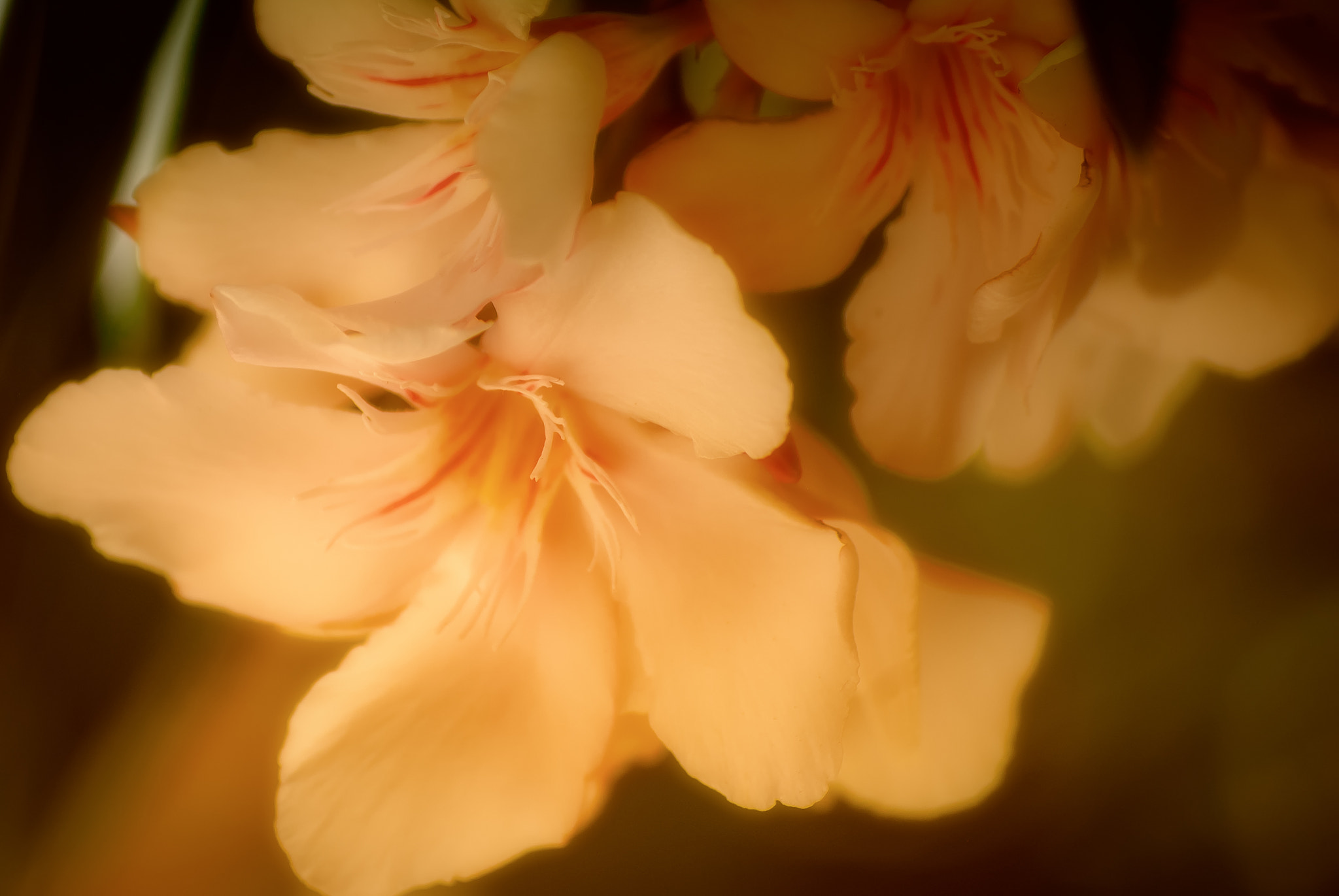 Nikon D40X sample photo. Softness photography