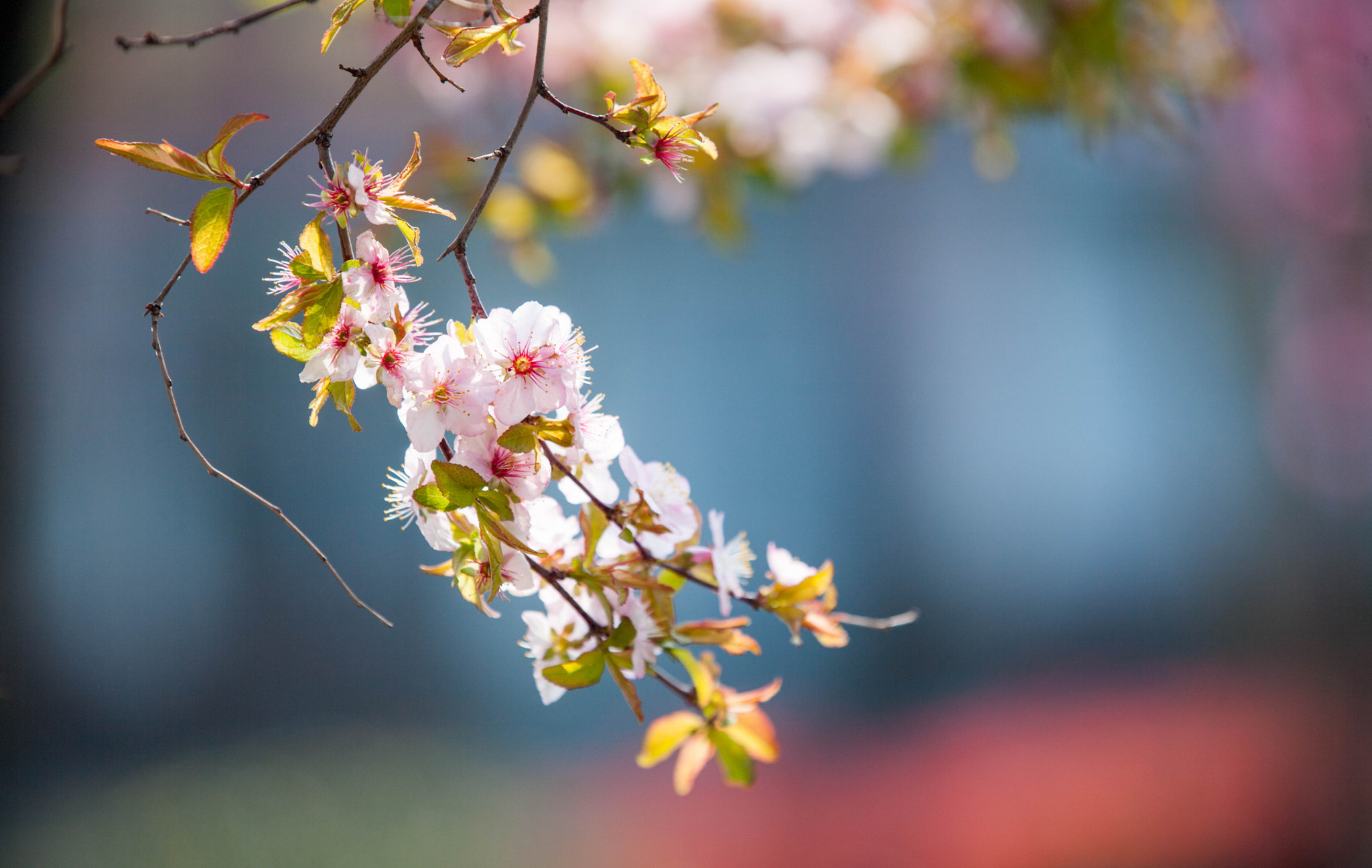 Canon EF 70-200mm F2.8L IS II USM sample photo. 梨花.武林门.杭州 photography
