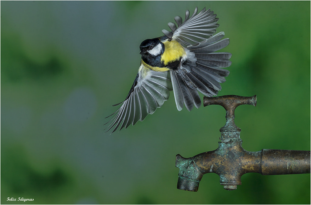 Canon EF 300mm F2.8L IS II USM sample photo. Batiendose en retirada photography