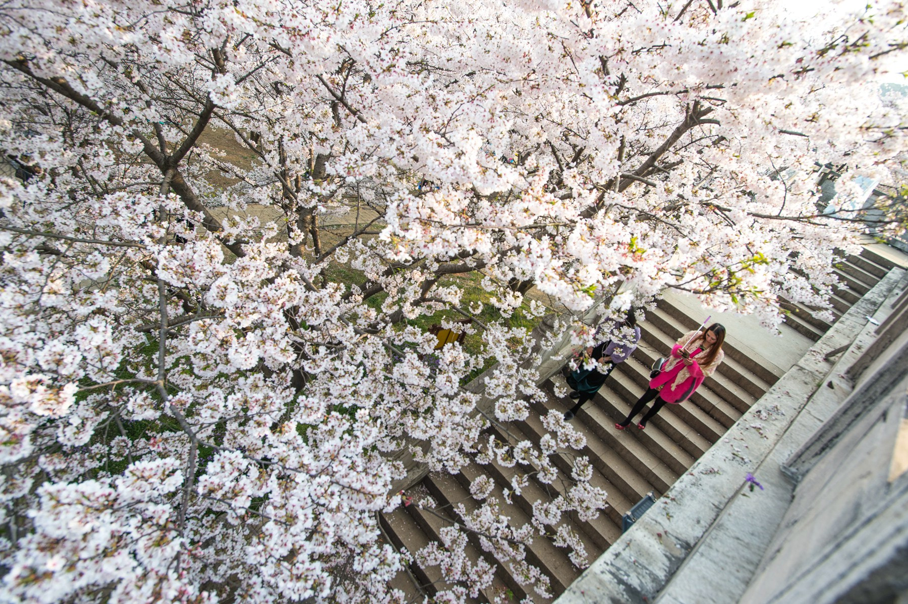 Nikon Df sample photo. Sakura photography