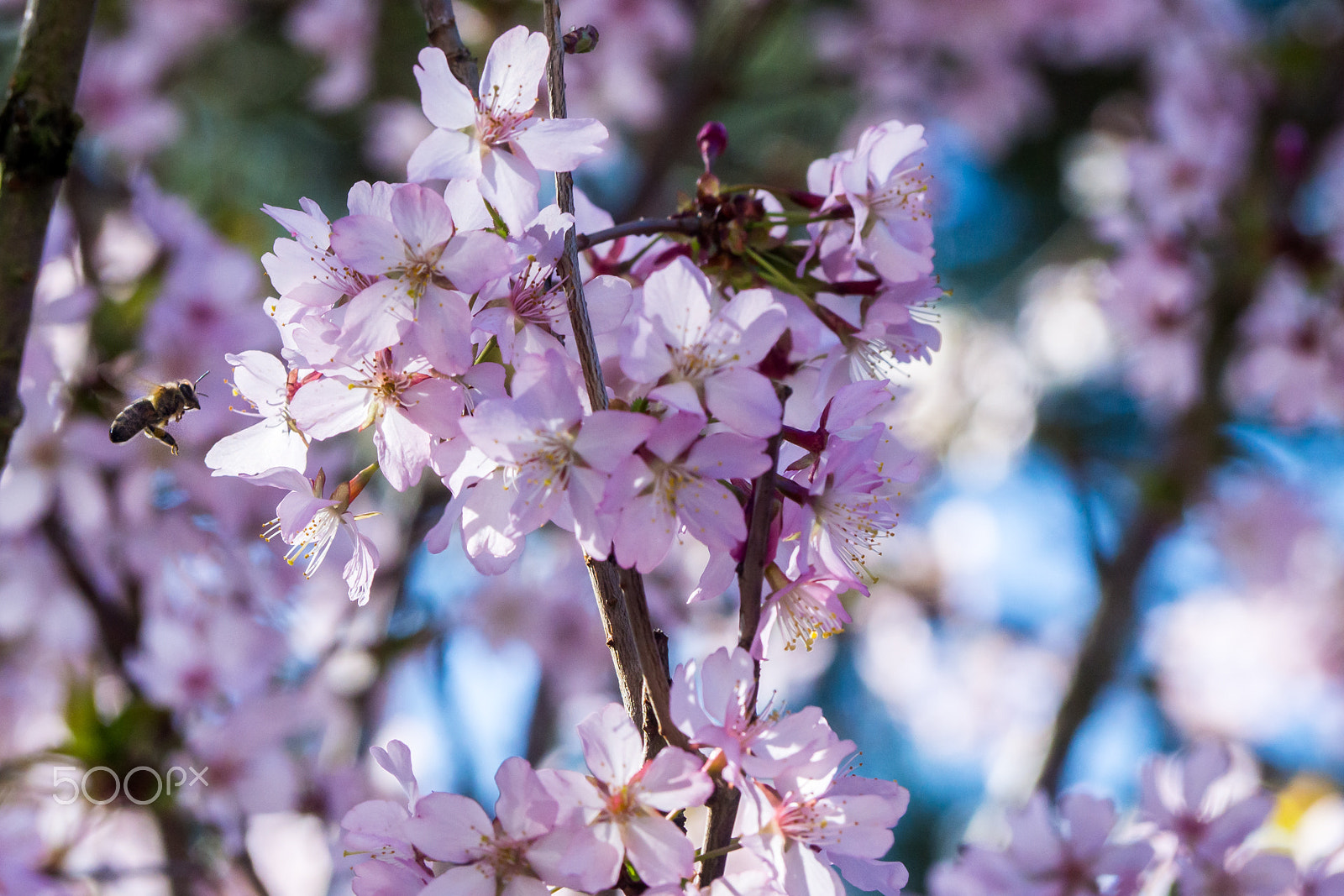 Olympus OM-D E-M10 sample photo. Spring, flowers, bee, saxony, ore mountains, bloss photography