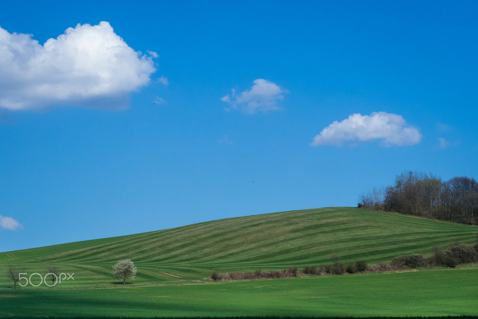 Olympus OM-D E-M10 sample photo. Spring, flowers, bee, saxony, ore mountains, bloss photography