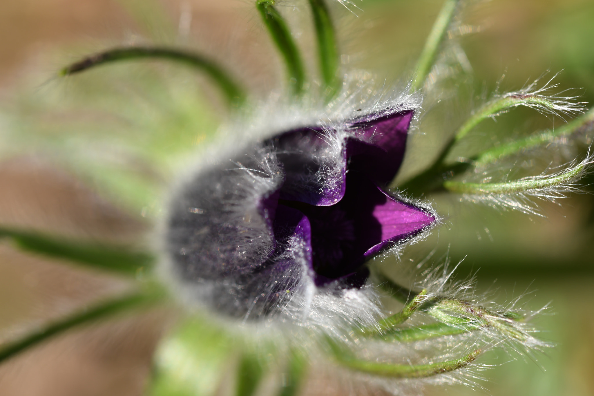 Sigma 105mm F2.8 EX DG OS HSM sample photo. Enchanted photography